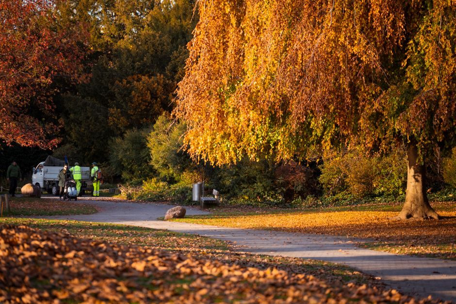 Souffleur de feuilles aspirateur-broyeur
